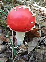 Amanite tue-mouche (Amanita muscaria) (Isere, 2019-10) (1)